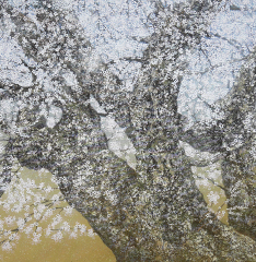 第10回記念展 泉東臣 日本画展